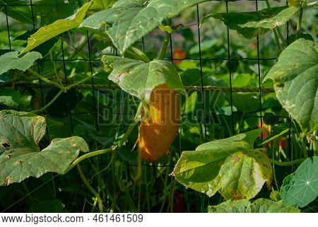 An Old Overripe Yellowed Cumber Grows In The Garden. Sunny Day.