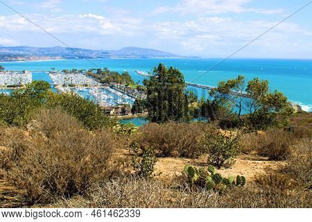 Prickly Pear Cactus And Chaparral Shrubs On A Coastal Bluff Overlooking A Marina Taken In Dana Point