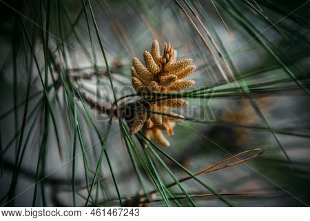 Blooming Pine Close-up. Blooming Pine Branch Close-up. Long Needles And A Bump. Natural Background F