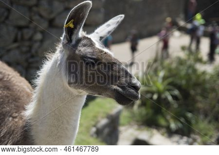 Llama Pacing Freely In Machu Picchu Archaeological Complex. High Quality Photo