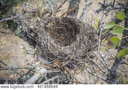 Little Birds Nest In The Middle Of The Bush. Barruecos Natural Area, Caceres, Extremadura, Spain
