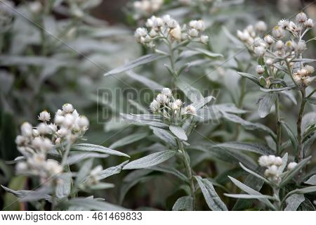 Triple Veined Pearly Everlasting, Anaphalis Triplinervis