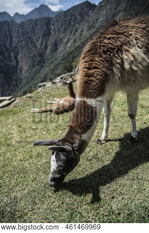 Llama Eating Grass Freely In Machu Picchu Archaeological Complex. High Quality Photo