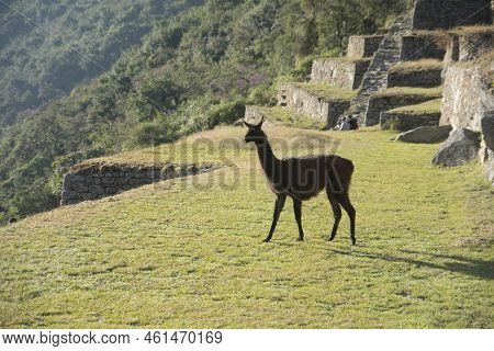 Llama Pacing Freely In Machu Picchu Archaeological Complex. High Quality Photo