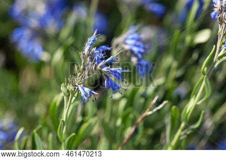 Flower Of A Moltkia Petraea