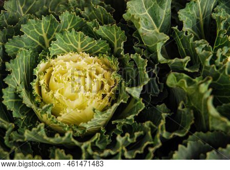 Yellow green ornamental cabbage. It grows in the garden. Decorative vegetable. Brassica oleracea.