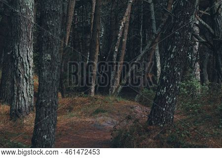 Deep Forest Trees In Dark Backwoods. Mystery Forest.