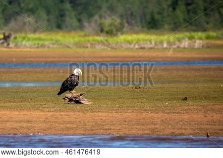 Bald Eagle (haliaeetus Leucocephalus) Perched On A Piece Of Driftwood On The Rainbow Flowage In Nort