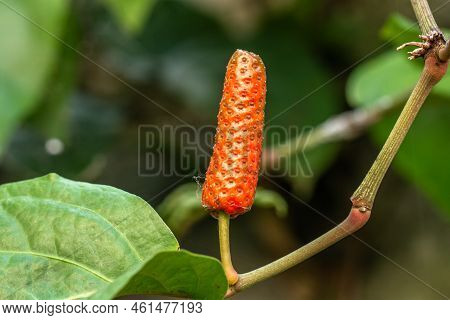 Close-up Of Old Javanese Chili Or Piper Retrofractum, Orange In Color, Hanging On A Green Stalk With