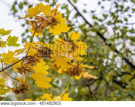 Maple Branches With Yellow Leaves And Seeds In Autumn, In The Light Of Sunset. Dry Autumnal Leaves B
