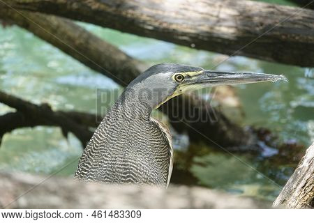 Bare Throated Tiger Heron Stalking Prey In Water Between Roots And Branches Of Tree In Mexico. High 