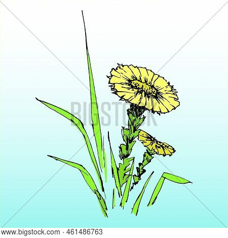 Coltsfoot. Yellow Spring Flower. Hand-drawn Vector Illustration In Sketch Style.