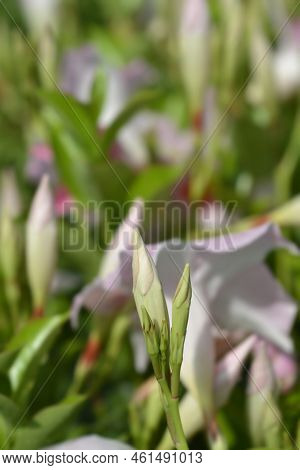Rocktrumpet Tropical Coast Pink Flower Buds In The Spring
