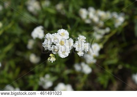 Sneezewort Yarrow White Flowers In The Garden