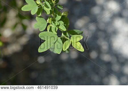 False Lupine Green Leaves In The Summer