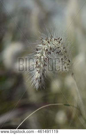 Fountain Grass Hameln Hairy Flowers In The Summer