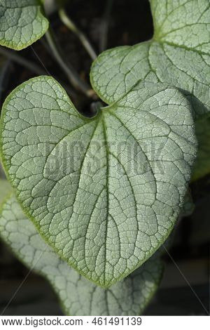 Largeleaf Brunnera Silver Heart Leaves In The Garden