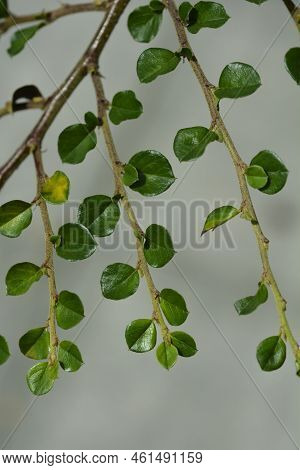 Blackburn Cranberry Cotoneaster Branch In The Summer