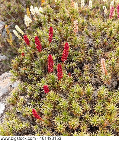Close Up Of Colorful Scoparia Flowers Growing Near The Pool Bethesda In Walls Of Jerusalem National 