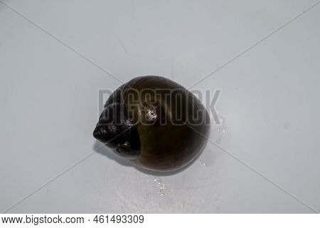 Black Pila Scutata Is Found In Asia And Lives In Freshwater