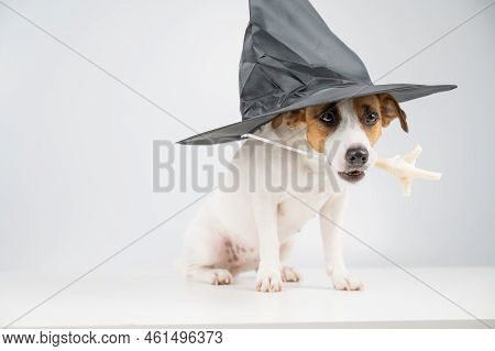 Jack Russell Terrier Dog In Witch Hat Holding Chicken Paw For Casting Spells On White Background.