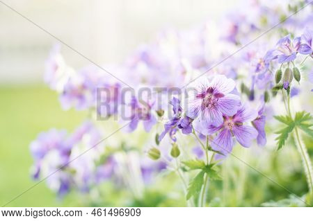 Purple Cranesbills Blooming In A Spring Garden, Closeup With Selective Focus