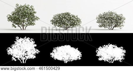 3d Illustration Of Rhododendron Pulchrum White Flower Isolated On White And Its Mask