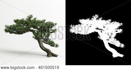 3d Illustration Of Podocarpus Macrophyllus Bonsai Isolated On White And Its Mask