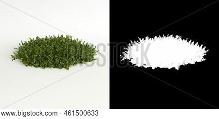 3d Illustration Of Bryophyte Tree Isolated On White And Its Mask