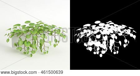 3d Illustration Of Dichondra Repens Tree Isolated On White And Its Mask