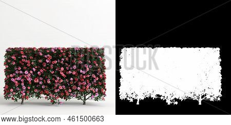 3d Illustration Of Camellia Sasanqua Flower Isolated On White And Its Mask