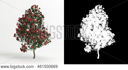 3d Illustration Of Camellia Sasanqua Flower Isolated On White And Its Mask