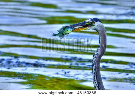 Great Blue Heron fangster en Bluegill i High Dynamic Range