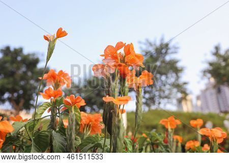 Crossandra Infundibuliformis, Also Called Firecracker Plant, I