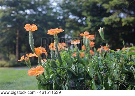 Crossandra Infundibuliformis, Also Called Firecracker Plant, I
