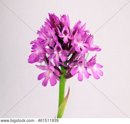 Flower Isolated On White. Spring Purple Violet Flower Anacamptis Pyramidalis Close Up. Plants Spain 
