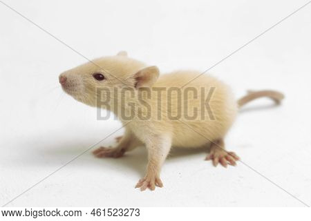Albino Rat Mouse Isolated On A White Background
