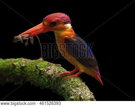 Odkf - Oriental Dwarf Kingfisher With A Kill