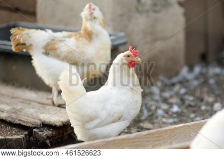 Chickens And Roosters Are Walking In The Farm Coop. Floor Cage Free Chickens Is Trend Of Modern Poul