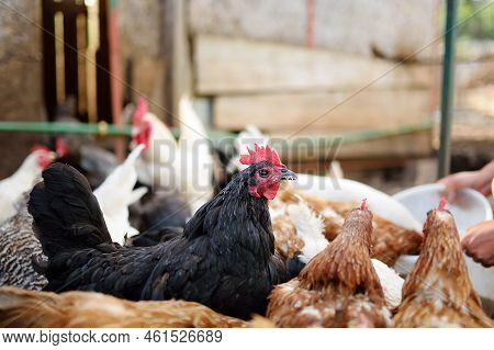 Chickens And Roosters Are Walking In The Farm Coop. Floor Cage Free Chickens Is Trend Of Modern Poul