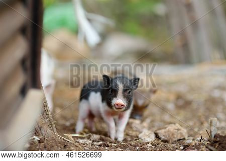 Funny Little Piglets Breed Of Lop-bellied On A Backyard Of Agricultural Farm. Growing Livestock Is A