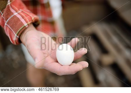 Farmer Collecting Fresh Organic Eggs On Chicken Farm. Floor Cage Free Chickens Is Trend Of Modern Po