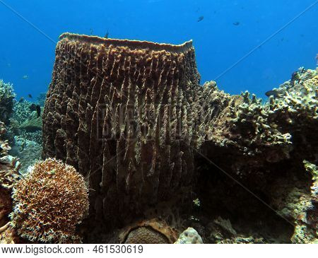 A Giant Barrel Sponge In Boracay Island Philippines