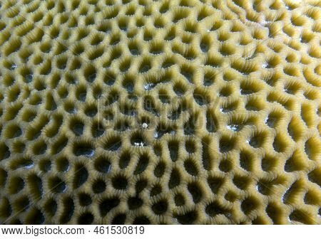 Favia Brain Coral In A Shallow Reef Boracay Island Philippines