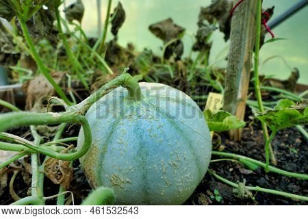 Charantais Melon Growing A Melon Bed In A Polytunnel