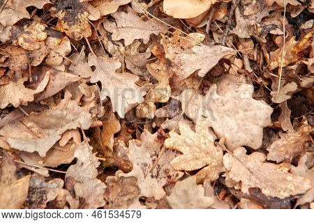 Background From Autumn Dry Leaves, Top View. Light Brown Fallen Leaves Oak Tree For Publication, Scr
