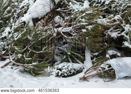 Wasted Christmas (new Year) Trees On The Landfill. Ecological Issues.
