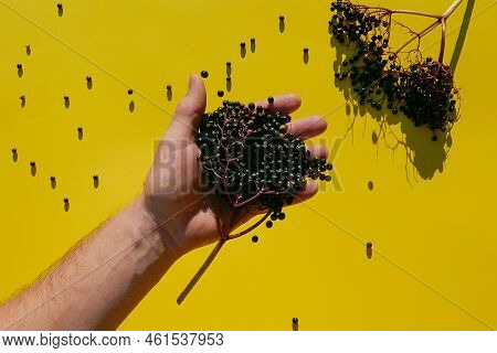 Elderberry.berries Of Elderberry Pour Into The Hand And Elderberry Branch With Leaves On A Yellow Ba