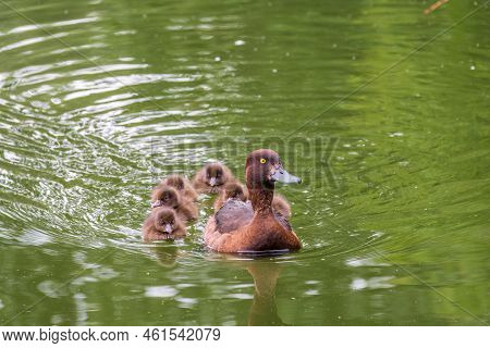 Female Tufted Duck Swims With Her Ducklings In Green Lake