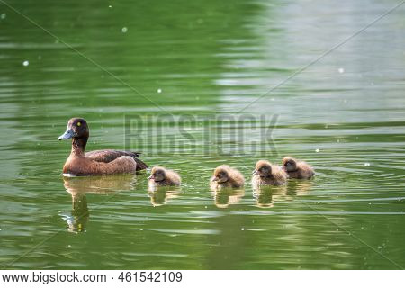 Female Tufted Duck Swims With Her Ducklings In Green Lake